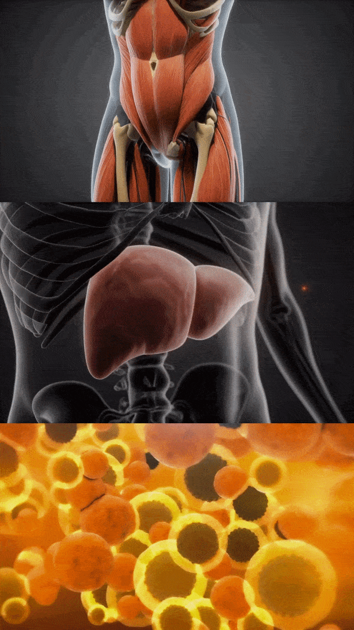 1. It Targets All 3 Areas of Insulin Resistance at Once